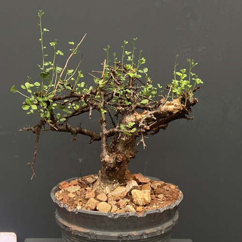 勃然恩斯 Commiphora Boranensis 黑皮没药橄榄 枝繁叶茂天然霸气
