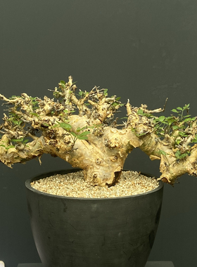 黄金橄榄没药 Commiphora stocksiana 稀有 表皮独特  柑橘清馨味