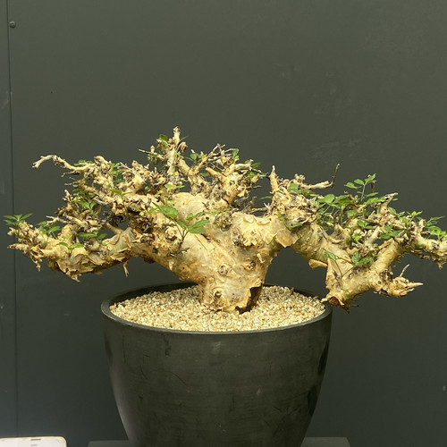 黄金橄榄没药 Commiphora stocksiana 稀有 表皮独特  柑橘清馨味