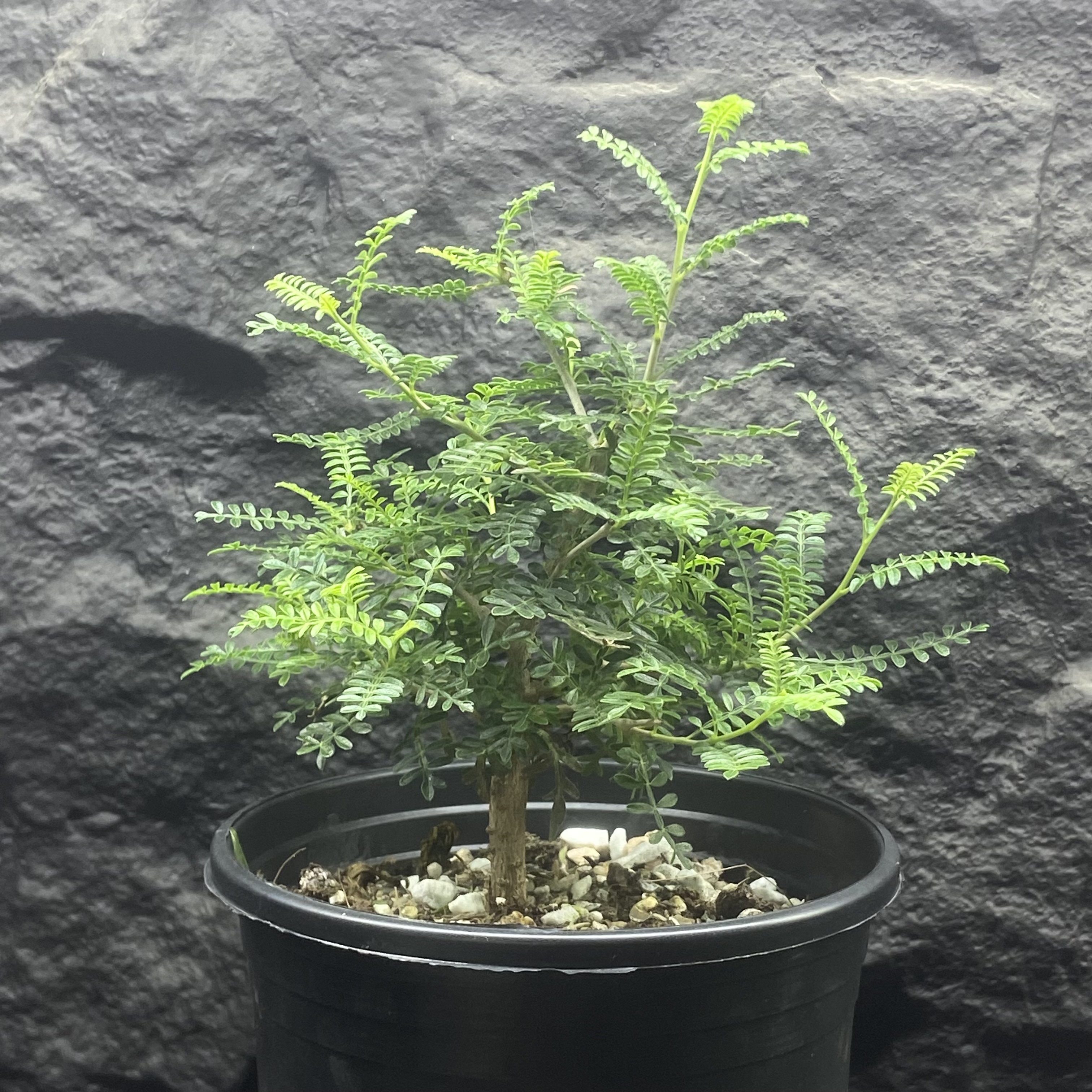 织冠漆树 Operculicarya hyphaenoides 泡泡叶 翠绿优雅 盖果漆属
