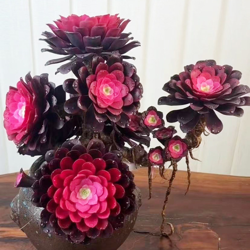 大盆玫瑰法师锦多肉植物多头花卉盆栽室内阳台防辐射绿植好养易活