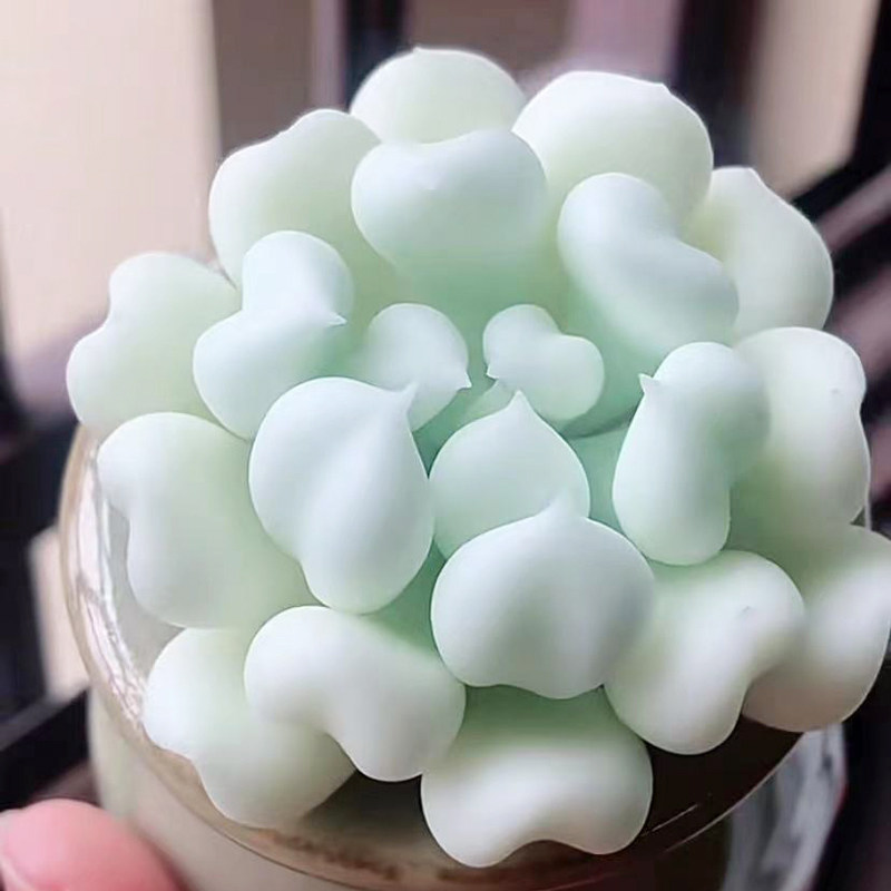 新手多肉植物特玉莲趣味好养办公桌花卉室内盆栽阳台防辐射