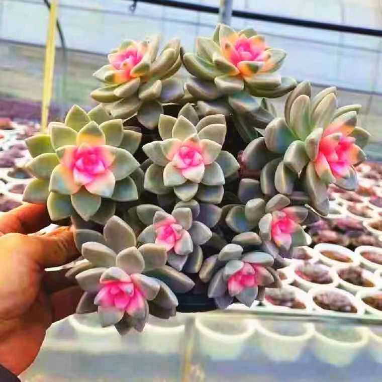 彩色红心彩色淡雪锦老桩多肉植物稀有品种办公室桌面防辐射盆栽