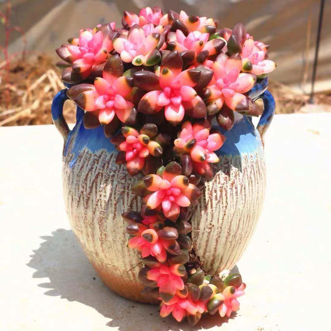 彩色多肉植物【粉色黑豆锦】稀有品种办公室阳台吸甲醛绿植盆栽