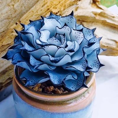 多肉植物兰花绿植盆栽室内阳台