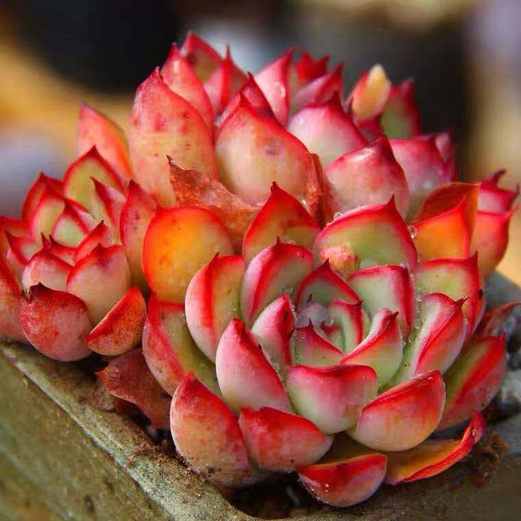 红色萤火多肉植物精致单头小可爱花卉绿植阳台桌面小盆栽吸甲醛