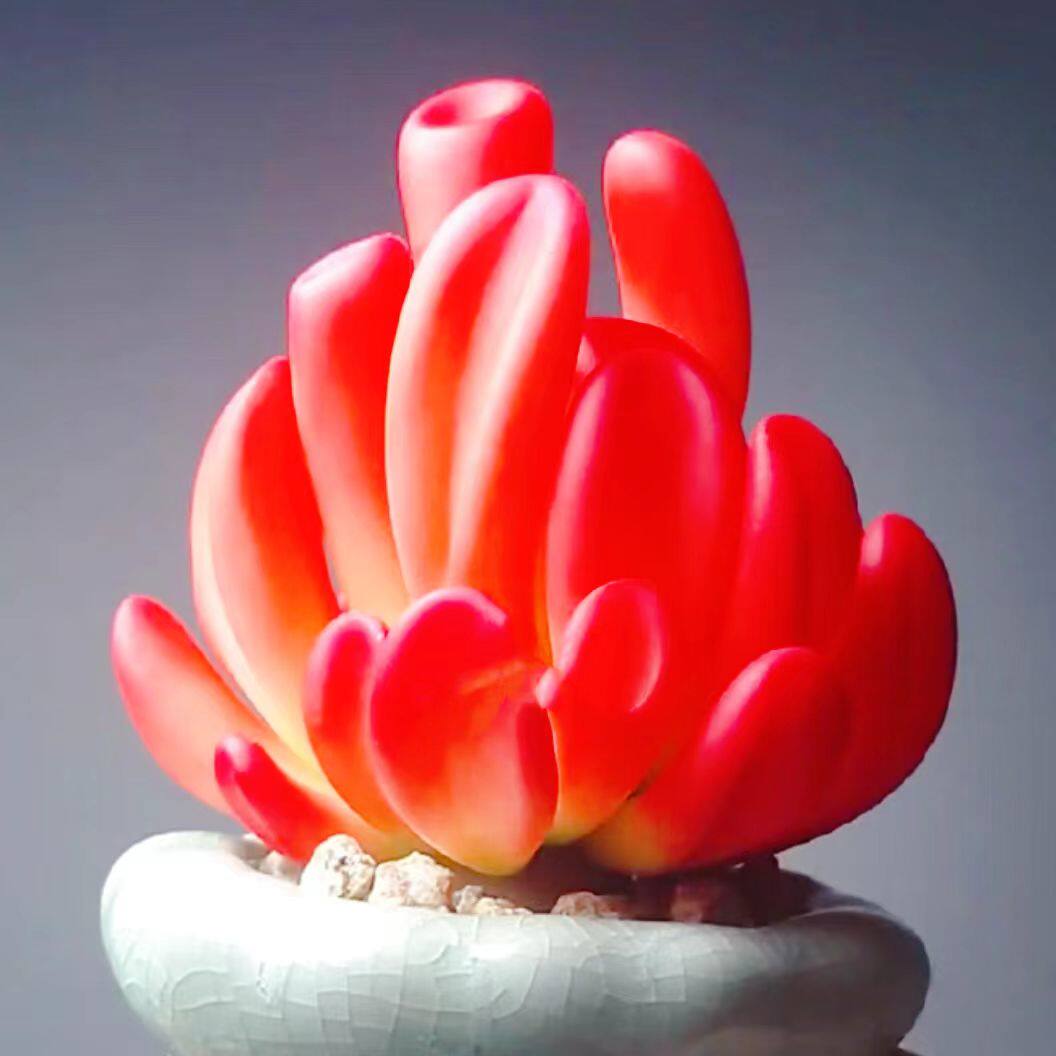 群生火焰红火狐狸多肉植物室内桌面花卉盆栽新手好养防辐射