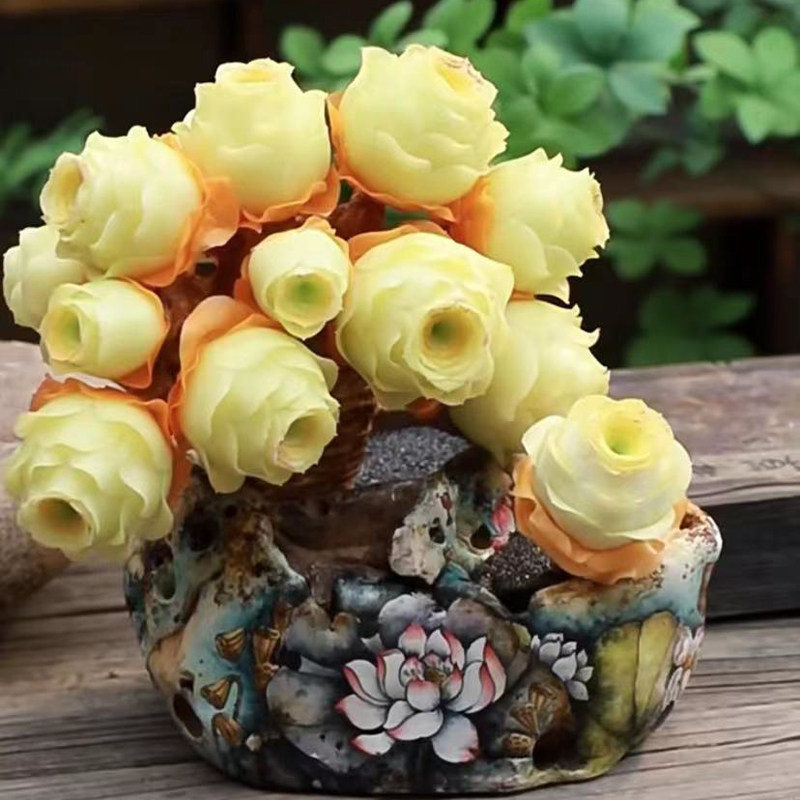 包邮进口山地黄玫瑰夏季好养好看多肉植物办公桌花卉盆栽防辐射