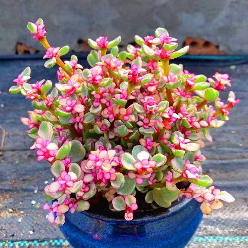多肉植物雅乐之舞【金枝玉叶】四季彩色超大盆新手肉肉室内小盆栽