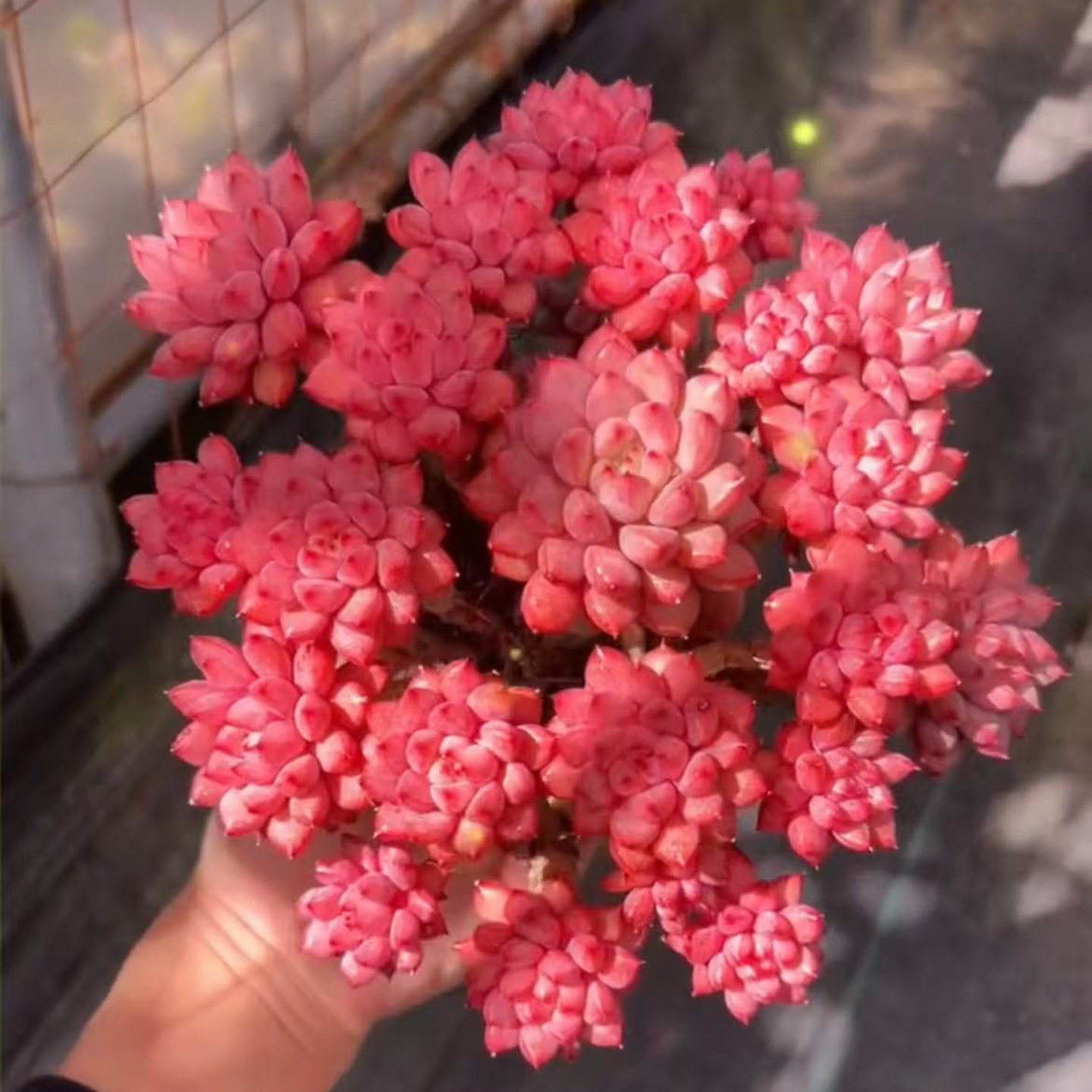 飘枝粉色婴儿手指老桩多肉植物盆栽新手初学好养易活花卉办公阳台