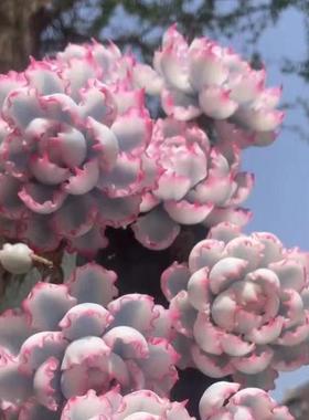 精美伯克利锦老桩新手四季好养活多肉植物办公室内花卉盆栽防辐射