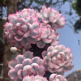 精美伯克利锦老桩新手四季好养活多肉植物办公室内花卉盆栽防辐射