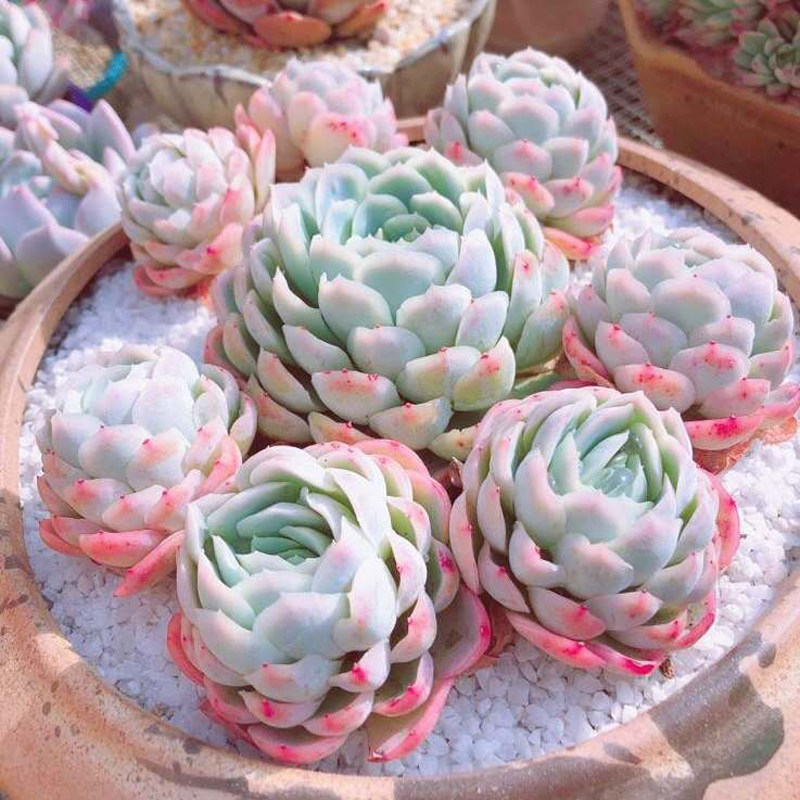 多肉植物【墨西哥雪球】露养多头大老桩/稀有罕见盆栽阳台防辐射