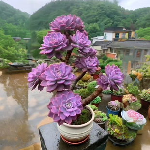 奇趣超大紫乐老桩多肉植物室内阳台防辐射绿植好养活懒人花好养活