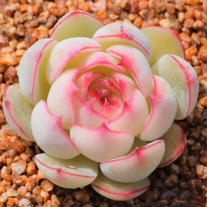 进口果冻粉勾魂仙子稀有新手多肉植物办公室内花卉盆栽阳台防辐射