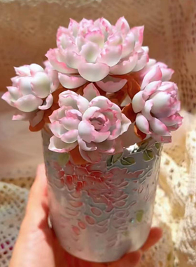 彩色高级多肉植物伯克利锦老桩锦稀有办公室内花卉盆栽阳台防辐射