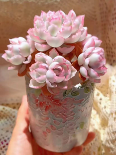 彩色高级多肉植物伯克利锦老桩锦稀有办公室内花卉盆栽阳台防辐射