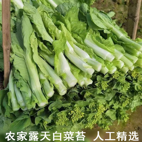 【顺丰快递】湖北农家现摘打霜白菜苔新鲜嫩菜心菜当季红菜苔精选