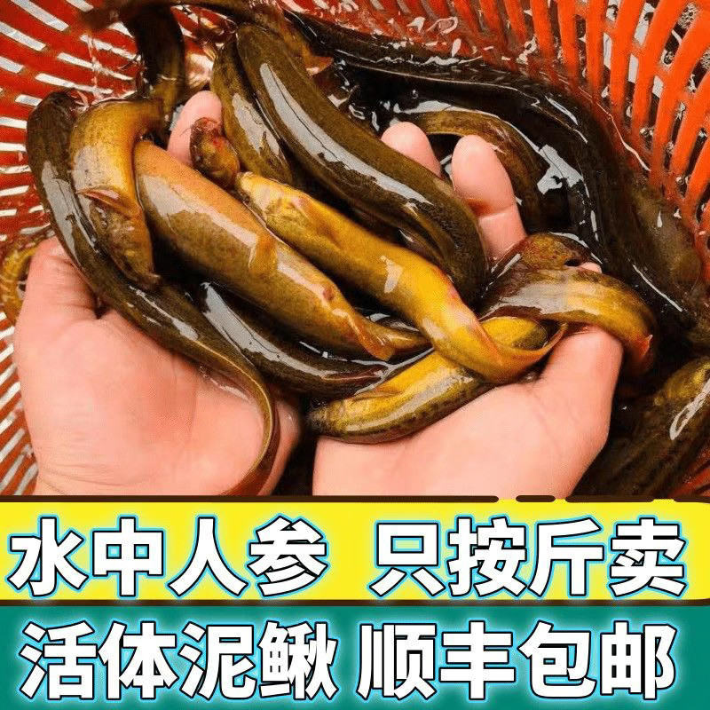 【顺丰快递】湖北土泥鳅现捕现发野外捕抓正宗新鲜活泥鳅包活到家