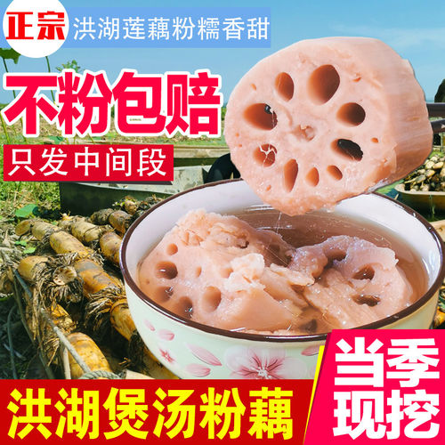 【顺丰快递】正宗湖北特产洪湖粉藕新鲜现挖糯米藕煲汤带泥九孔藕