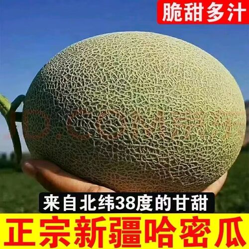 新疆哈密瓜西州蜜顺丰包邮直发