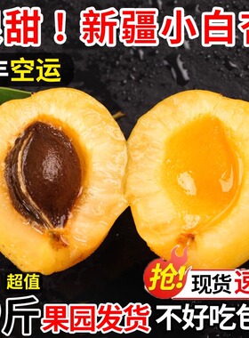 新疆特产小白杏轮台新鲜水果库车白杏子当季大黄杏小红杏顺丰发货