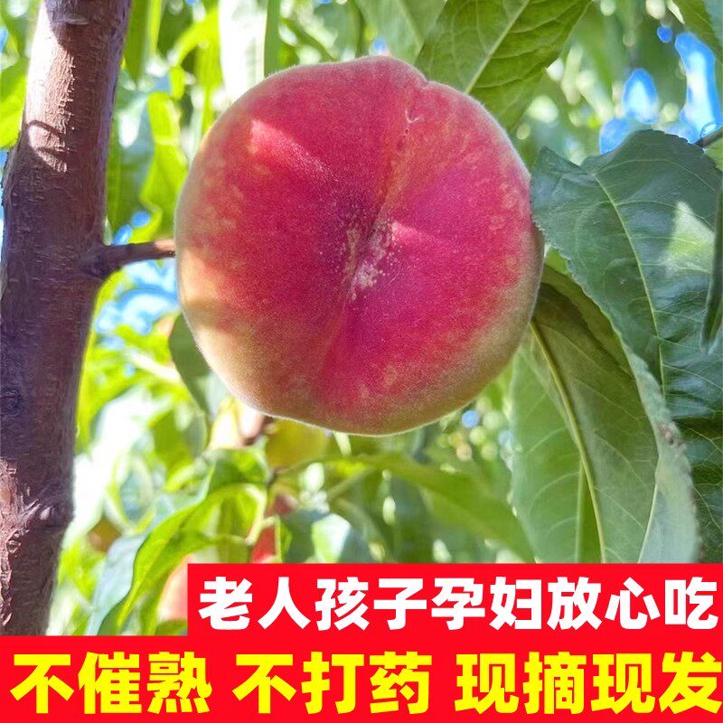 新疆特产黄金蟠桃糯香甜新鲜桃子
