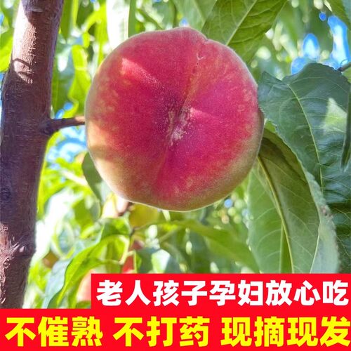 新疆特产黄金蟠桃糯香甜新鲜桃子