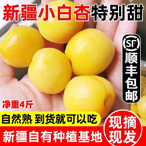 新疆小白杏轮台新鲜水果