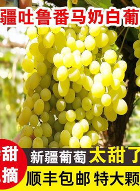 正宗新疆葡萄吐鲁番无核白葡萄