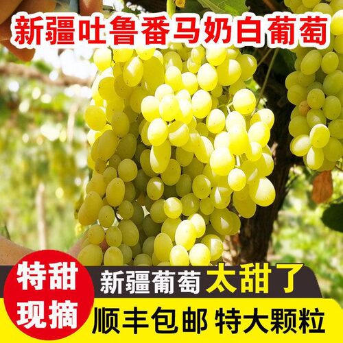 正宗新疆葡萄吐鲁番无核白葡萄