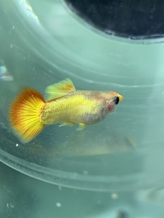 皇家落日红头玻璃体猫球体孔雀鱼皇冠豆豆眼招财热带小型淡水鱼