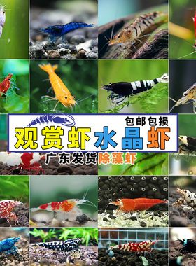 观赏虾鲜活水晶樱花极火红白银河草缸除藻工具淡水彩色米虾苗好看