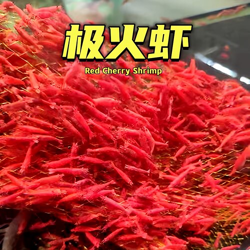 极火虾观赏虾淡水除藻黑壳虾樱花