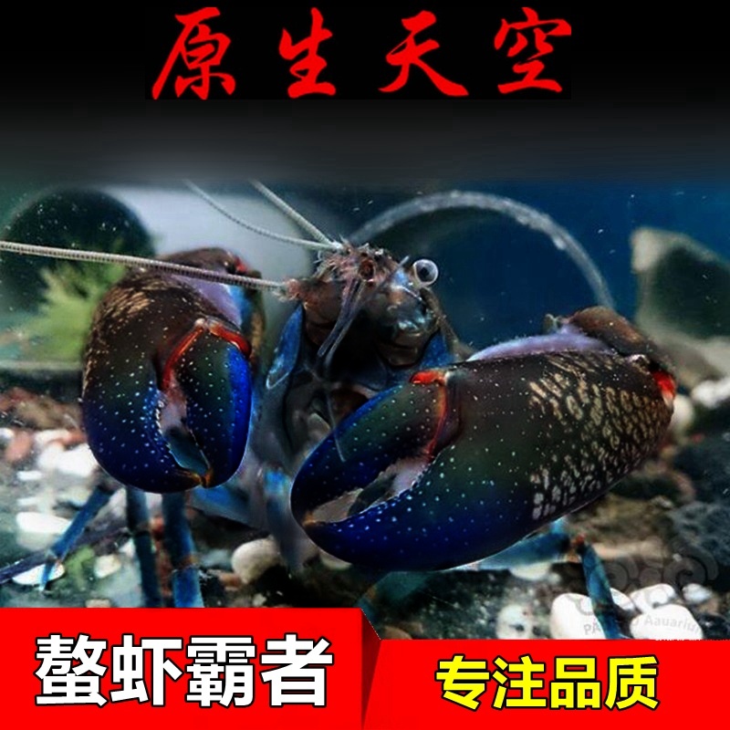 原生天空蓝魔虾观赏虾淡水小龙虾