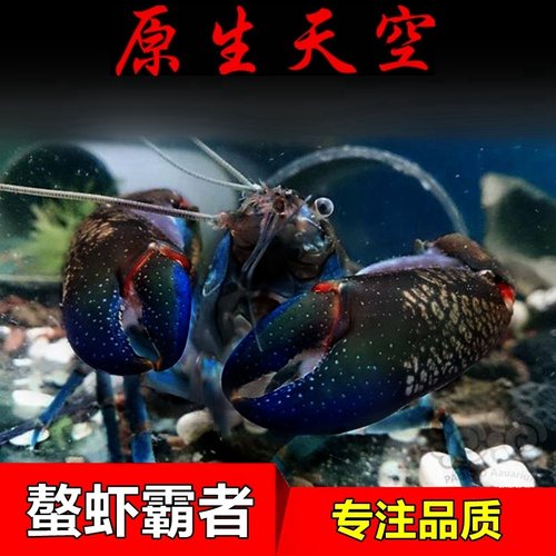 原生天空蓝魔虾观赏淡水龙虾鳌虾