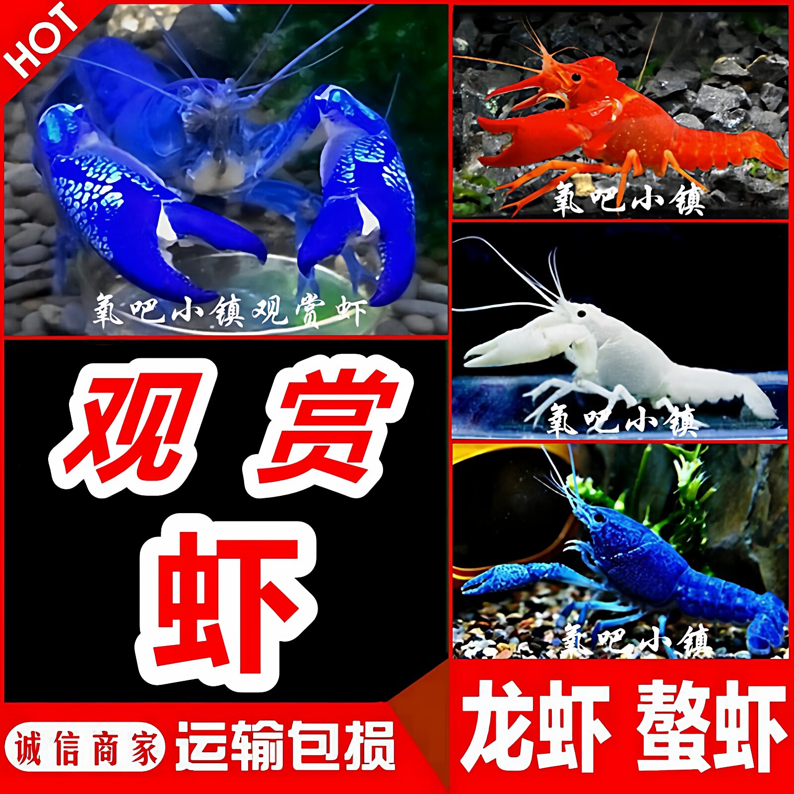 鳌虾观赏虾淡水龙虾冷水耐活宠物虾火山原生天空蓝魔虾青花瓷鳌虾