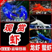 鳌虾观赏虾淡水龙虾冷水耐活宠物虾火山原生天空蓝魔虾青花瓷鳌虾