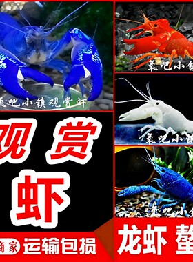 观赏龙虾淡水鳌虾天空火山青花瓷