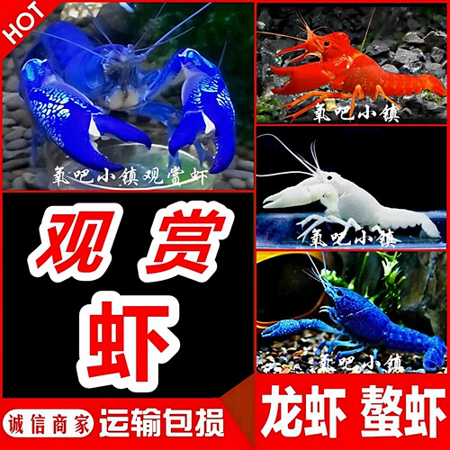 鳌虾观赏虾淡水龙虾天空火山幽灵