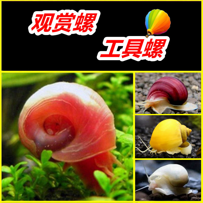 觀賞螺除藻吃魚龜糞清潔凈化水質
