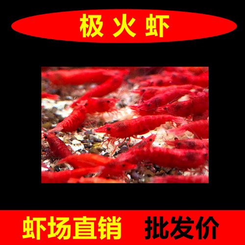 批发极火虾樱花虾观赏虾除藻米虾
