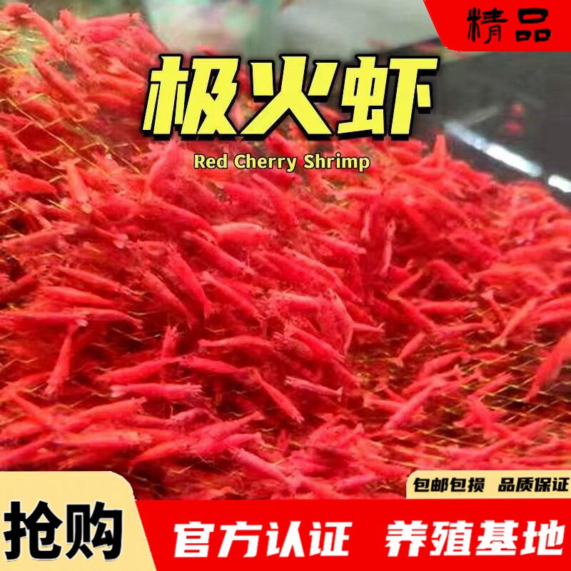 极火虾观赏虾淡水晶虾宠物虾樱花虾黑壳虾除藻虾蓝宝石米虾黄金背