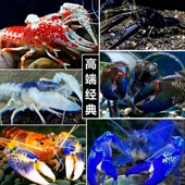火山破坏者螯虾观赏龙虾淡水原生天空蓝魔虾青花瓷鳌虾黑魂橘幽灵