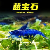 蓝宝石观赏虾淡水晶虾除藻虾蓝丝绒米虾冷水族宠物虾清洁工具小虾