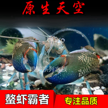 原生天空蓝魔虾鳌虾观赏虾淡水小龙虾宠物虾螯虾冷水族大型虾活体