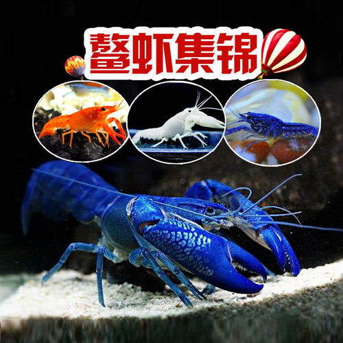 鳌虾龙虾观赏虾淡水天空火山幽灵
