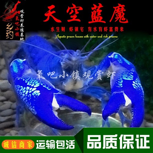 纯血天空蓝魔虾观赏龙虾淡水鳌虾