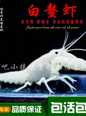 白鳌虾观赏虾淡水小龙虾大型宠物虾活体冷水族白玉螯虾蓝色虾包邮