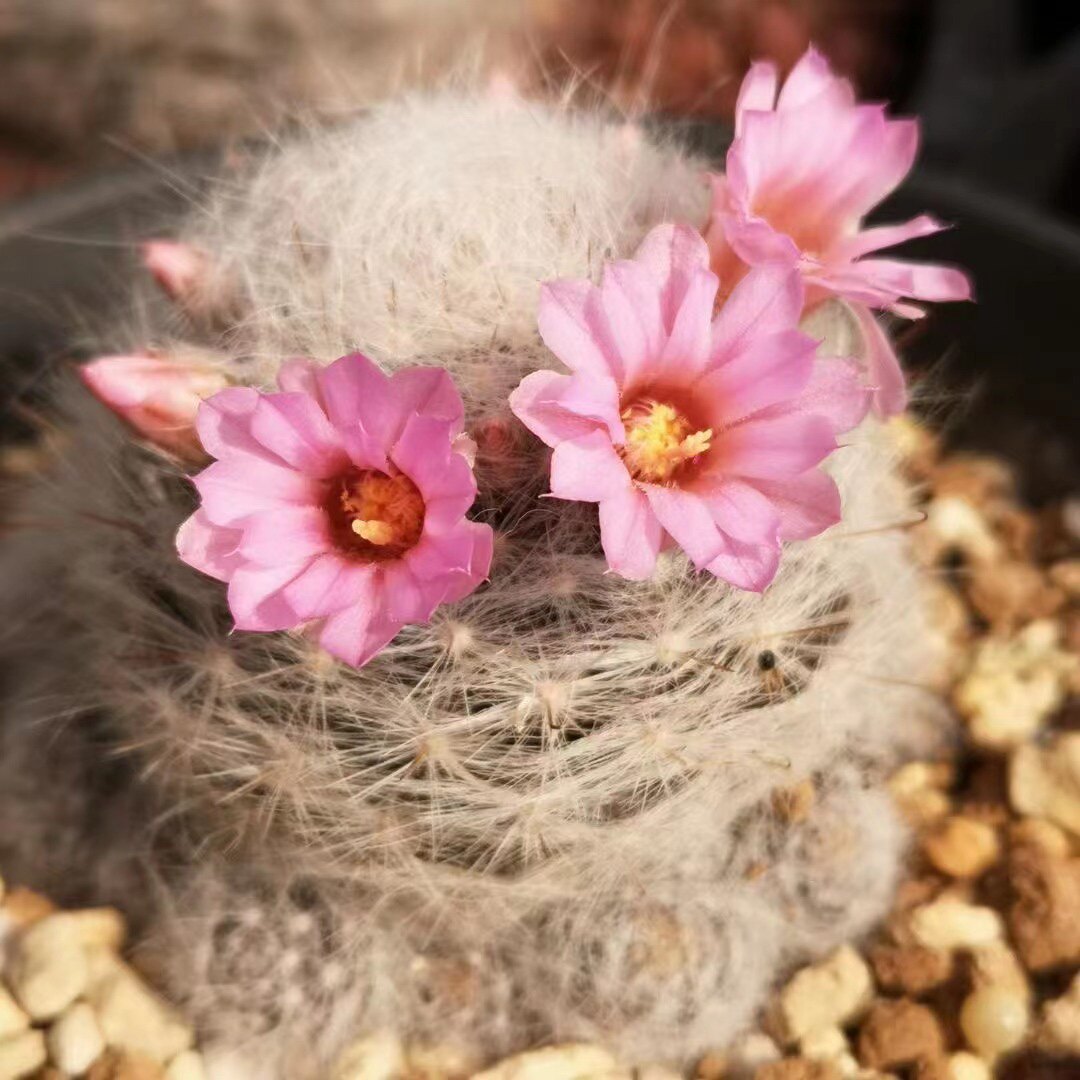 乳突球属大型小惑星mammillaria glassii仙人球一物一拍多肉盆栽